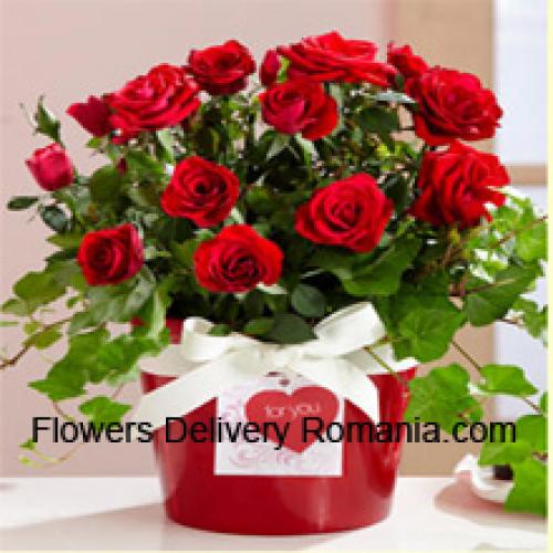 Cute Arrangement of 19 Red Roses