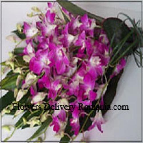 Cute Orchids Bunch