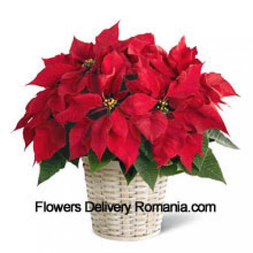 Cute Poinsettia in Basket