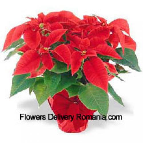 Beautiful Red Poinsettias