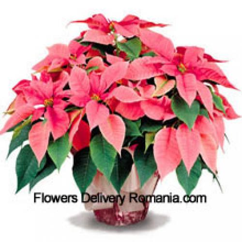 Elegant Poinsettias with Leaves